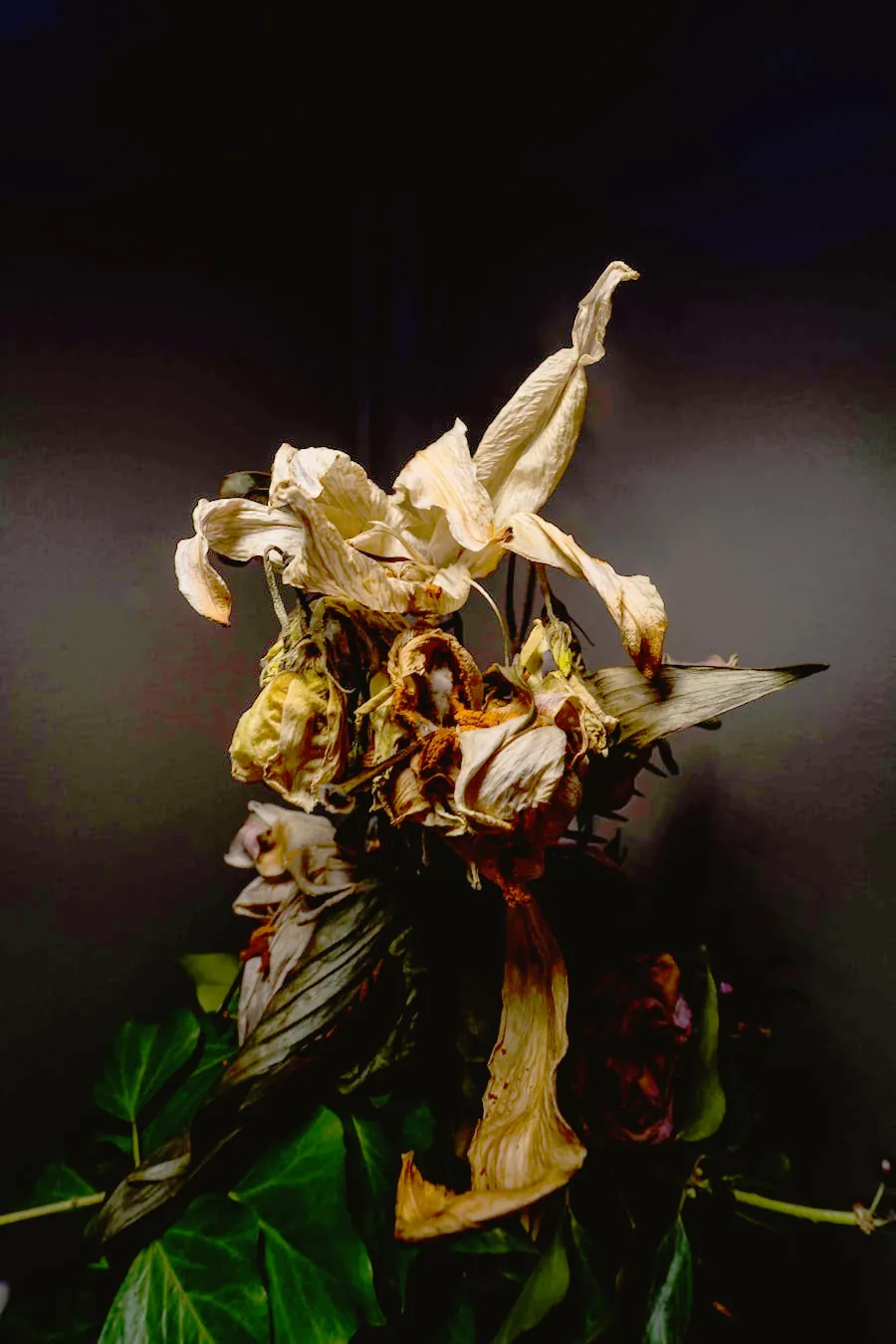 Arreglo de flores secas sobre fondo oscuro